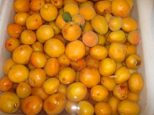 Washing the apricots for use in this home canning recipe for apricots and other fruits.