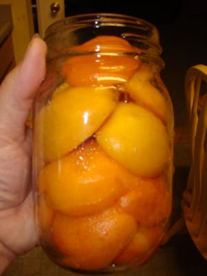 What the fruit will look like using this home canning recipe for apricots.