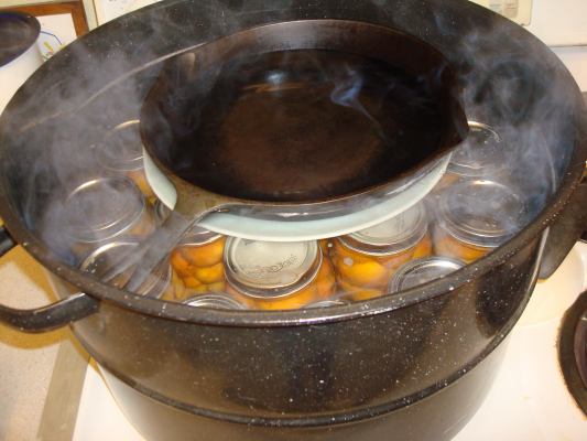 Simmering the apricot jars for home canning.